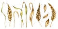 Set of wheat ear, dryed stalk, grains watercolor illustration isolated on white background. Spikelet of rye, oat hand