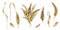 Set of wheat ear, dryed stalk, grains watercolor illustration isolated on white background. Spikelet of rye, oat hand