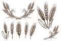 Set of wheat spikelet illustrations on white background. Design element for poster, card, banner, flyer