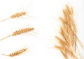 Set of wheat spikelets, detailed macro shot.