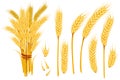 Set of wheat yellow ripe spikelets and grains of wheat flat vector illustration isolated on white background Royalty Free Stock Photo