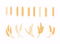 Set of wheats ears icons and wheat design elements. Harvest wheat grain, growth rice stalk and whole bread grains or field cereal Royalty Free Stock Photo