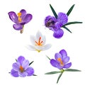 Set of spring flowers isolated on a white background. Blue crocuses. Royalty Free Stock Photo