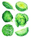 Set of white cabbage heads and leaves in different views. Hand drawn watercolor illustration