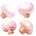 Set of white champignon mushrooms, isolated, watercolor illustration on white