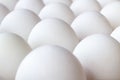 Set of white chicken eggs in paper tray closeup Royalty Free Stock Photo