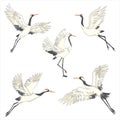 Set of white cranes in different positions, collection of hand drawn japanese birds flying, standing, dancing.