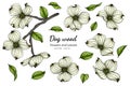 Set of white dogwood flower and leaf drawing illustration with line art on white backgrounds