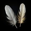 Set of white feathers isolated cutout on a black background Royalty Free Stock Photo