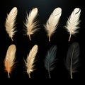 Set of white feathers isolated cutout on a black background Royalty Free Stock Photo