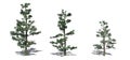 Set of White Fir trees with shadow on the floor Royalty Free Stock Photo