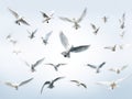 Set of white flying birds gulls