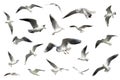 Set of white flying birds isolated. gulls Royalty Free Stock Photo