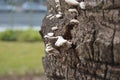 Set Of White Fungi On A Tree