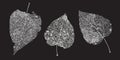 Set of white gray skeletons leaves on a black background. Fallen foliage for autumn designs. Natural leaf aspen and