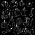 Set of white hand drawn pumpkin contours. Pumpkins with doodle style on a black background. Thanksgiving Halloween greeting card