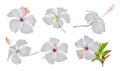 Set of white hibiscus or chaba flower isolated on white