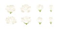 Set of white jasmine blooming flowers illustration
