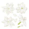 Set white jasmine Flower realistic