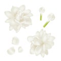 Set white jasmine Flower realistic Royalty Free Stock Photo