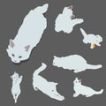Set with white kittens. cute cats on grey