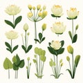 Set of white lotus flowers with green leaves and buds. illustration Royalty Free Stock Photo