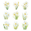 Set of white narcissus flowers on white background. Vector illustration.