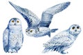 Set of white owls on isolated white background watercolor illustration. Snowy birds Royalty Free Stock Photo