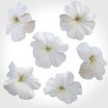 Set of White Petunia heads on light backdrop.