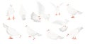 Set of White pigeon dove bird symbol of peace vector illustration cartoon animal design isolated on white background Royalty Free Stock Photo