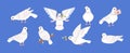 Set of white pigeons in various poses flat style, vector illustration Royalty Free Stock Photo