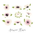 Set of white, pink anemone flowers and leaves isolated on white background. Vector spring season floral illustration for design Royalty Free Stock Photo