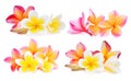 Set of white and pink frangipani plumeria flower isolated Royalty Free Stock Photo