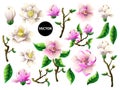 Set of white and pink magnolia flowers. Vector illustration.