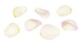 Set of white and pink rose petals Royalty Free Stock Photo