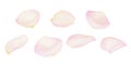 Set of white and pink rose petals Royalty Free Stock Photo