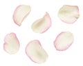 Set of white and pink rose petals Royalty Free Stock Photo