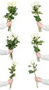 Set of white rose bunches of flowers isolated Royalty Free Stock Photo