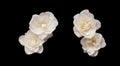 Set of White rose flowers isolated on black background Royalty Free Stock Photo