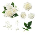 Set of white rose flowers, leaves and gypsophila with example of floral arrangement isolated Royalty Free Stock Photo