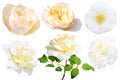 Set of white rose isolated Royalty Free Stock Photo