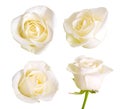 Set of white roses. Isolated on white background.
