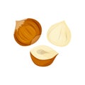 Set of whole andhalf hazelnuts vector illustration isolated on white background. Nuts illustration