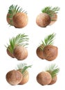 Set of whole brown coconuts isolated Royalty Free Stock Photo