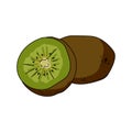 Set of whole and cut kiwi, green tropical fruit, hand draw vector illustration