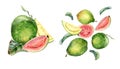 Set of whole guava and slices, leaves levitation watercolor illustration isolated on white. Tropical fruit, pink, yellow