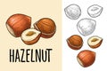 Set whole and half hazelnut with green leaves. Vector realistic icon. Royalty Free Stock Photo