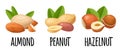 Set whole and half hazelnut, peanut, almond. Vector realistic icon