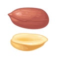 Set whole and half peanut seed. Vector color realistic icon