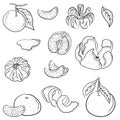 Set of whole, half, sliced, peeled tangerines on branch with leaves. Hand drawn vector sketch illustrations in simple doodle line Royalty Free Stock Photo